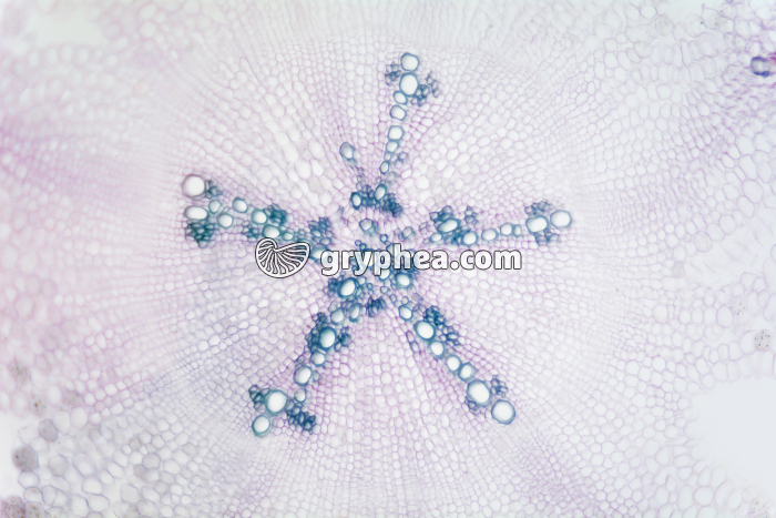 Racine d'Oseille (dicotylédone), x25 - gryphea.com